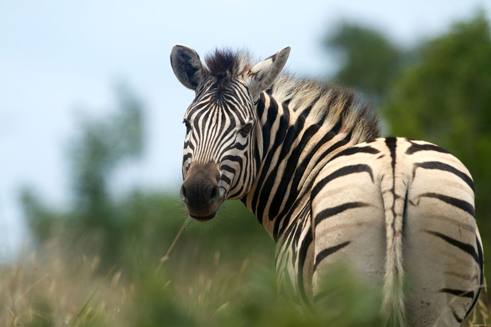 Top 135 + Endemic animals in south africa - Lestwinsonline.com