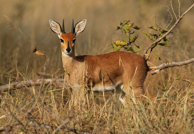 Steenbok {Raphicerus campestris}