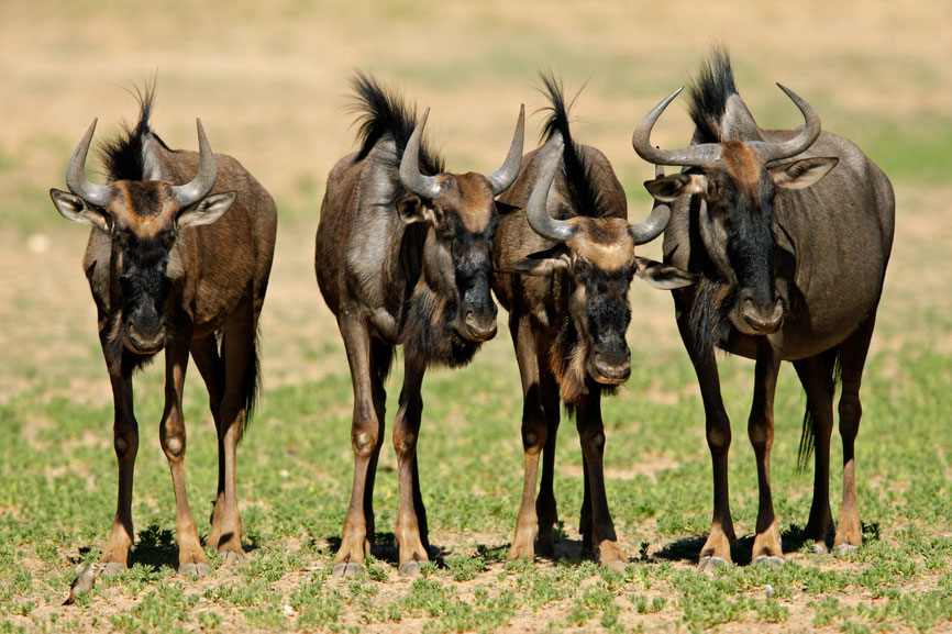 Wildebeest Connochaetes Gnou